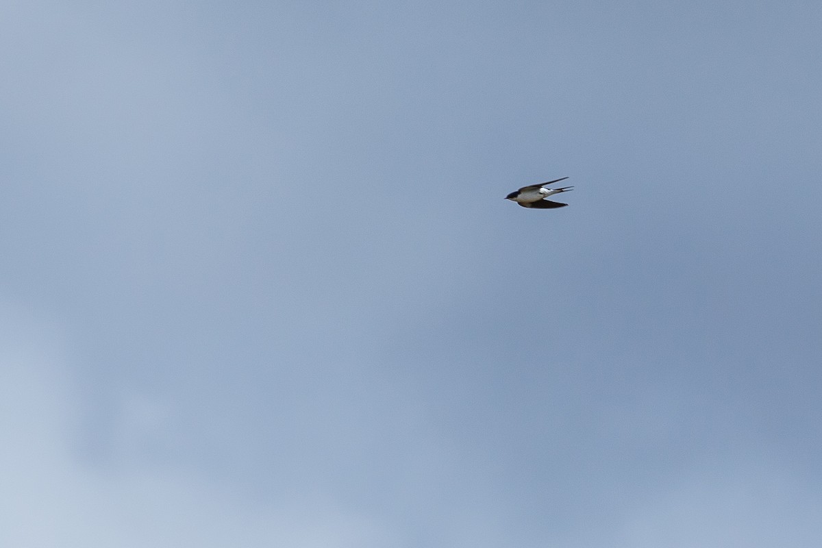 White-tailed Swallow - Anonymous