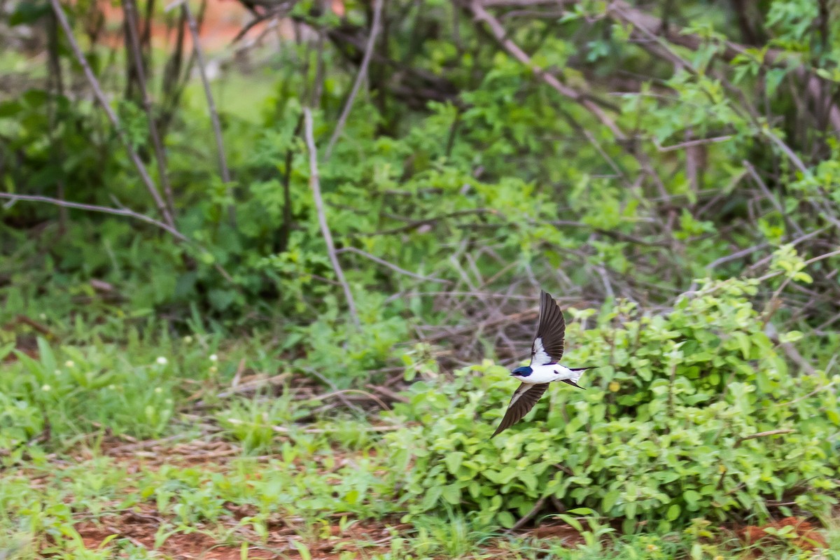 Golondrina Coliblanca - ML615927200