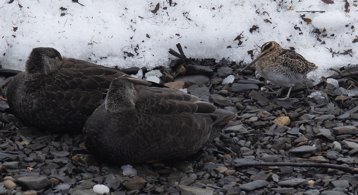 Wilson's Snipe - Bruce Mactavish