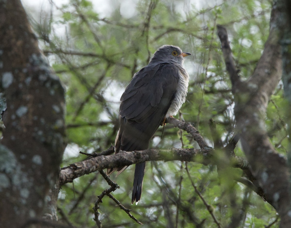 African Cuckoo - Gary Brunvoll