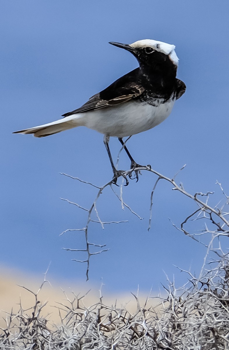 Hooded Wheatear - ML615927308