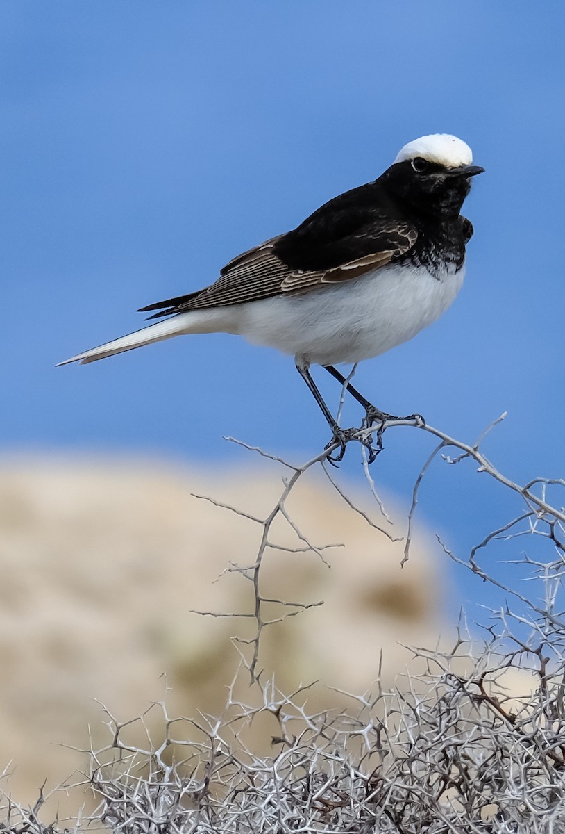 Hooded Wheatear - Emil Birsan