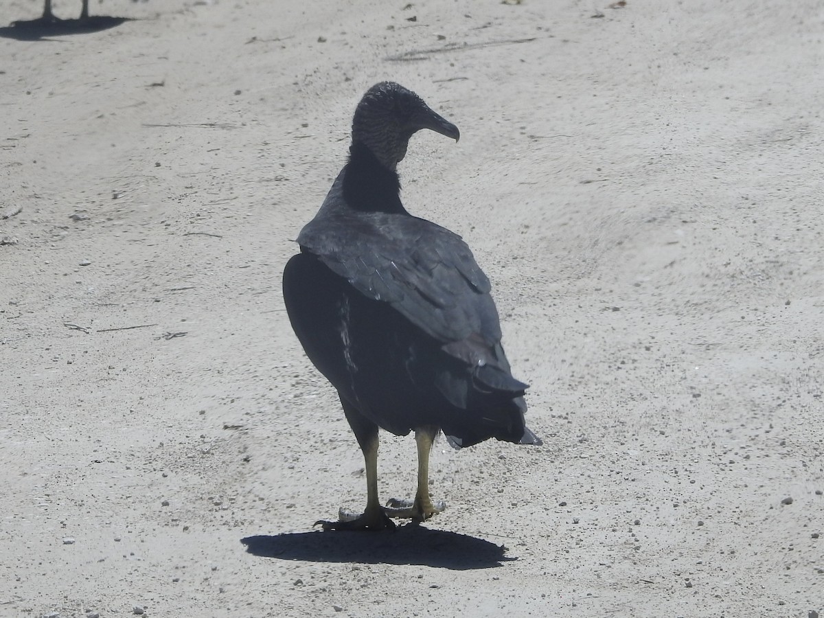 Black Vulture - ML615927327