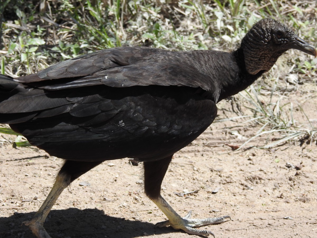 Black Vulture - ML615927329