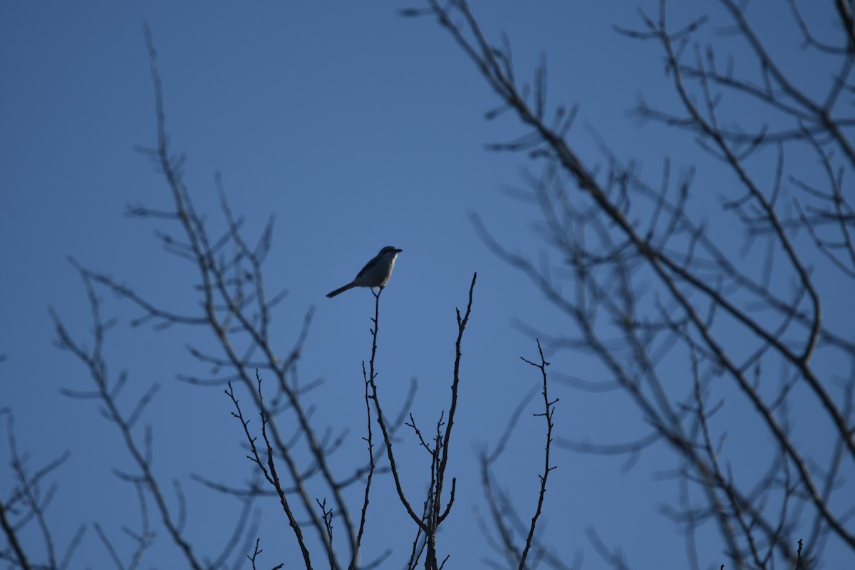 Antzandobi boreala - ML615927339