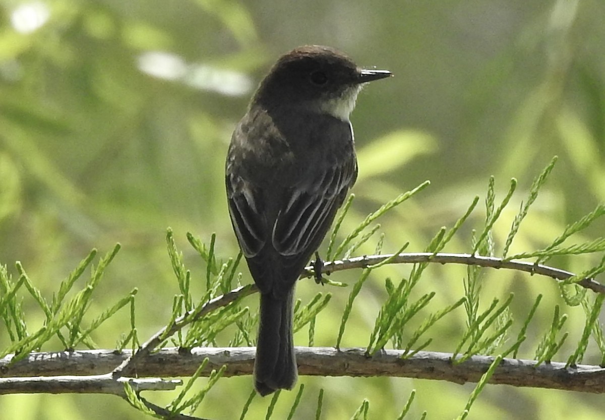 Eastern Phoebe - ML615927355