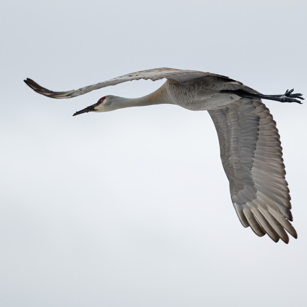 Sandhill Crane - ML615927396