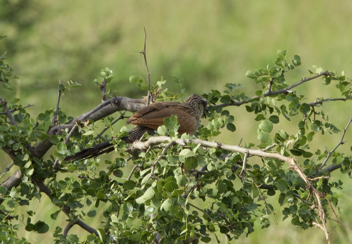 White-browed Coucal - ML615927543
