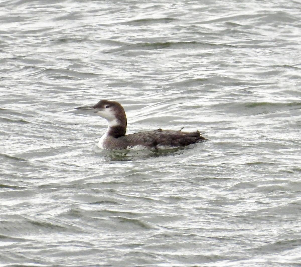 Common Loon - ML615927552