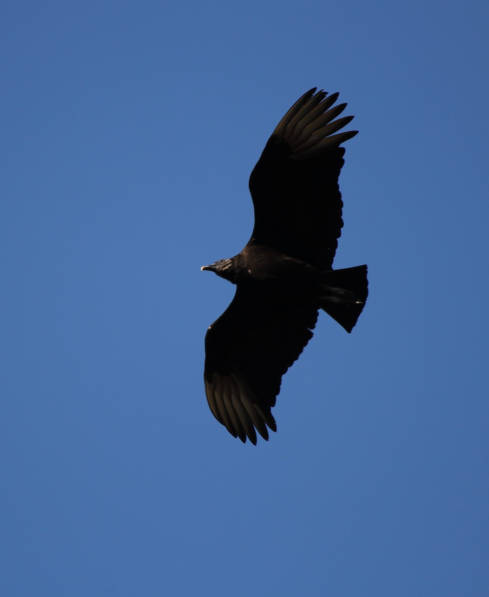 Black Vulture - ML615927564