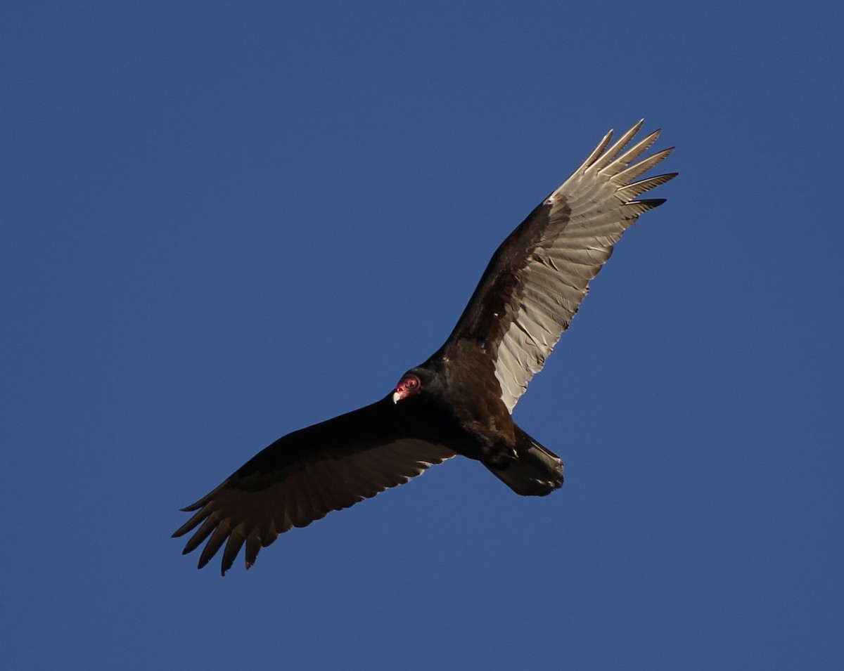 Turkey Vulture - Christian Scheibe