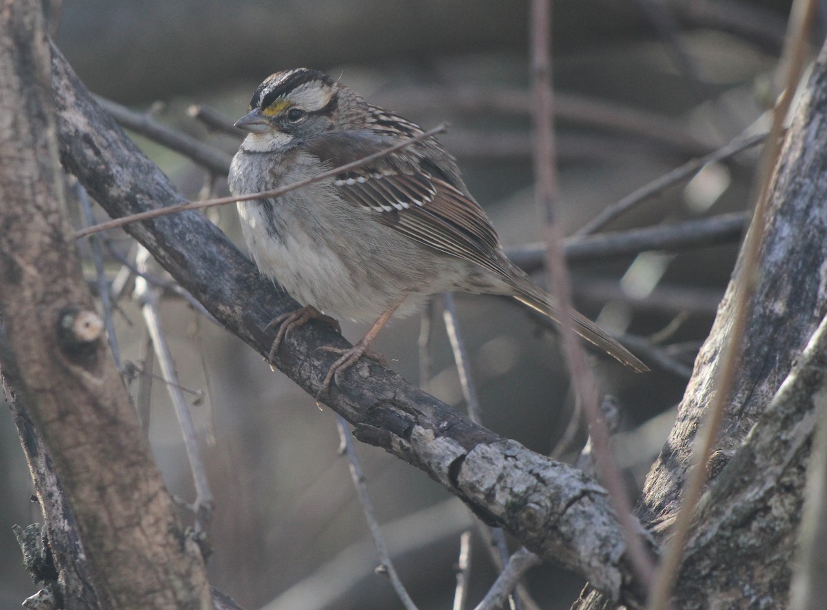 White-throated Sparrow - ML615927585