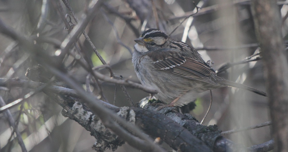 White-throated Sparrow - ML615927592
