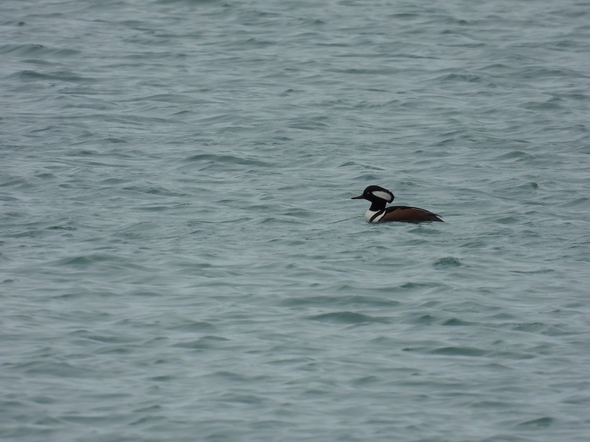 Hooded Merganser - ML615927594