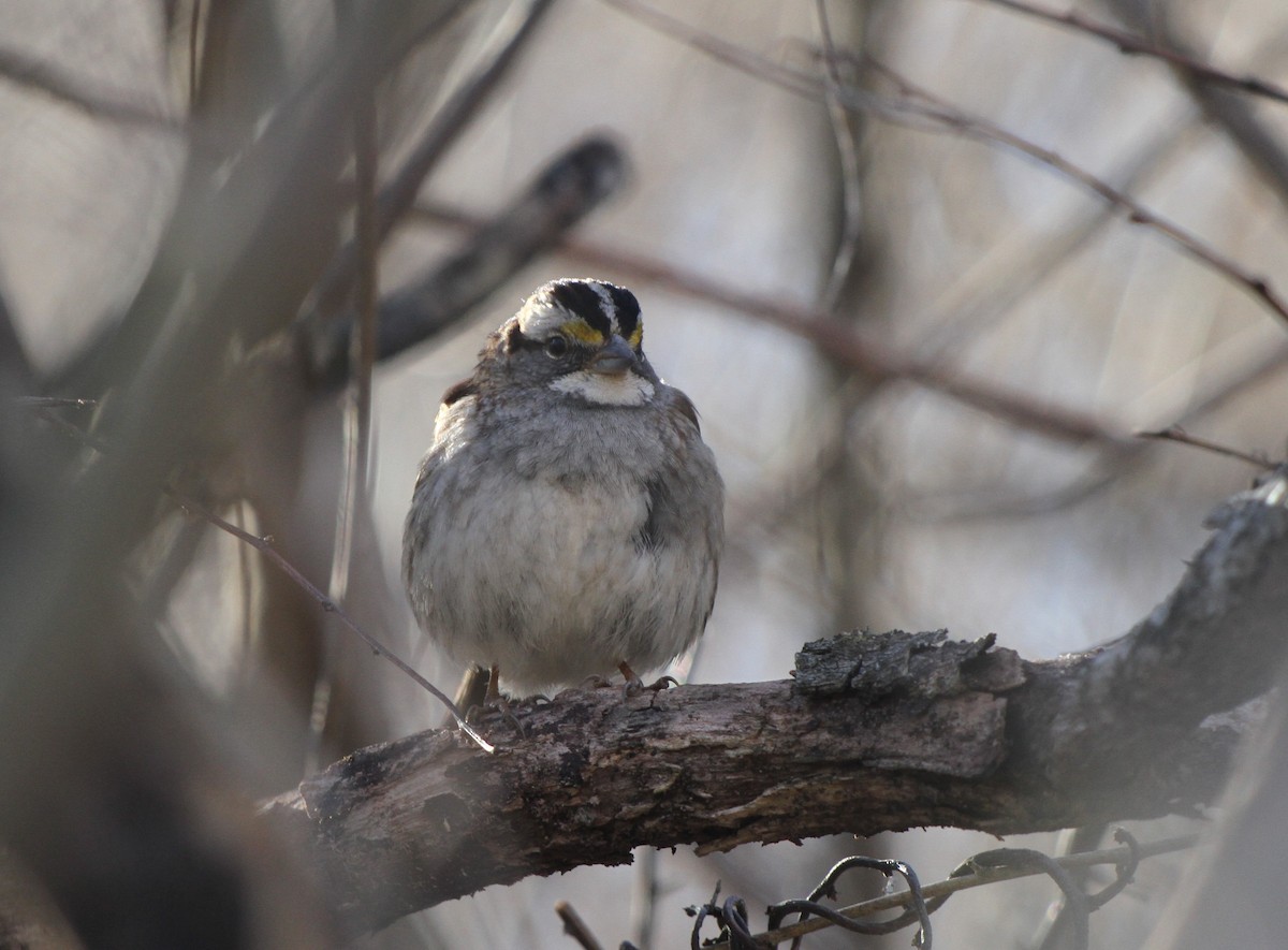 White-throated Sparrow - ML615927597