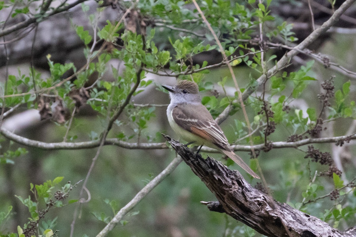 Brown-crested Flycatcher - Ben Bolduc