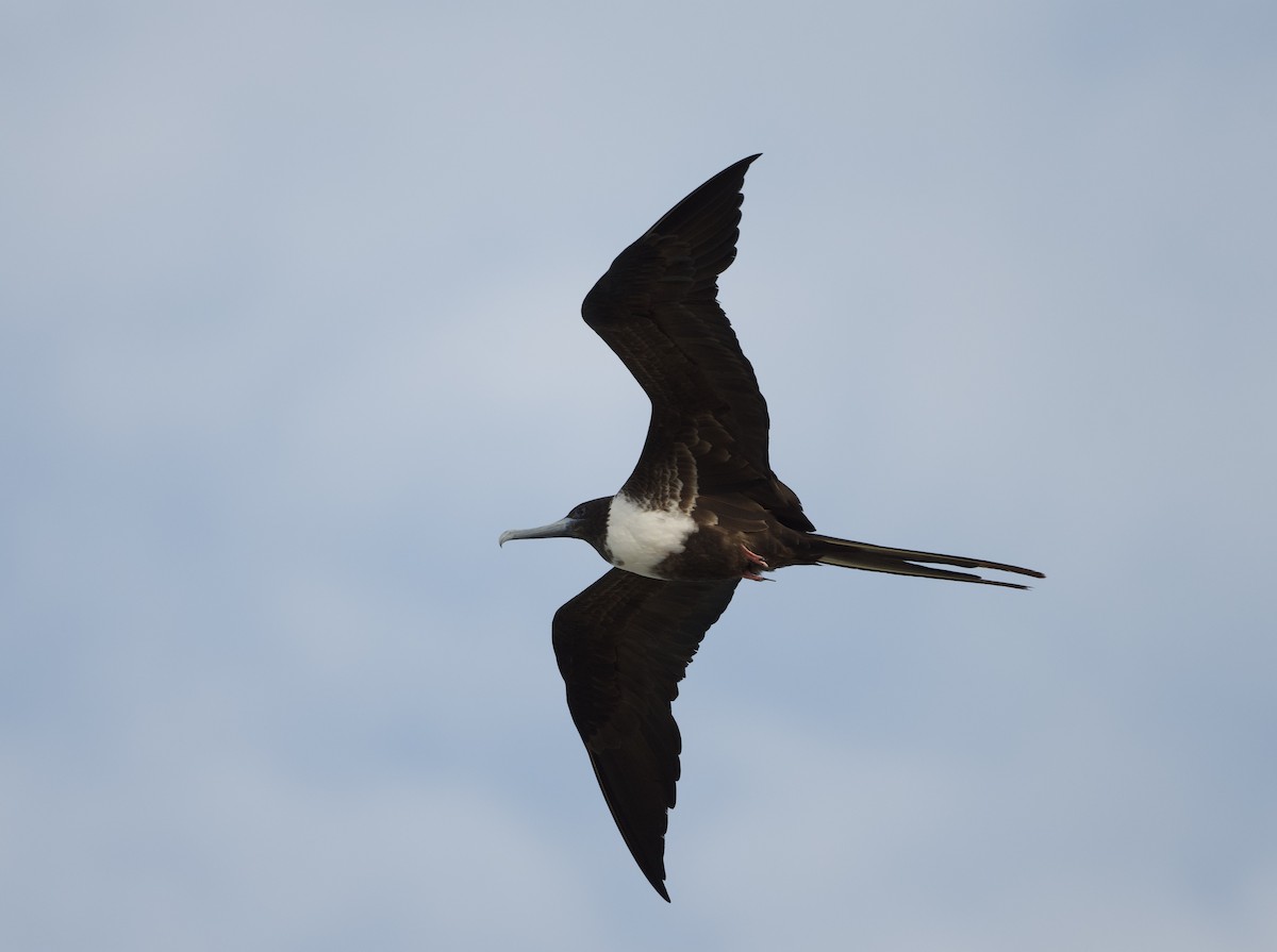 Magnificent Frigatebird - ML615927613