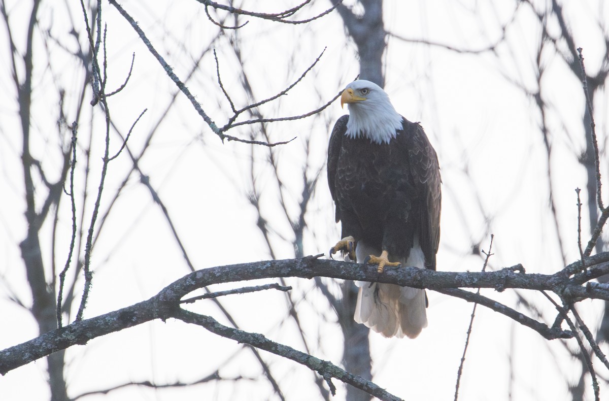 Bald Eagle - ML615927641