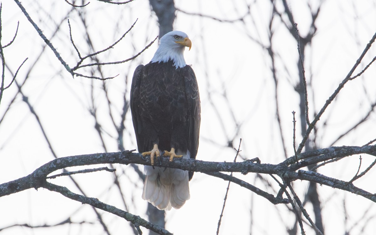 Bald Eagle - ML615927644