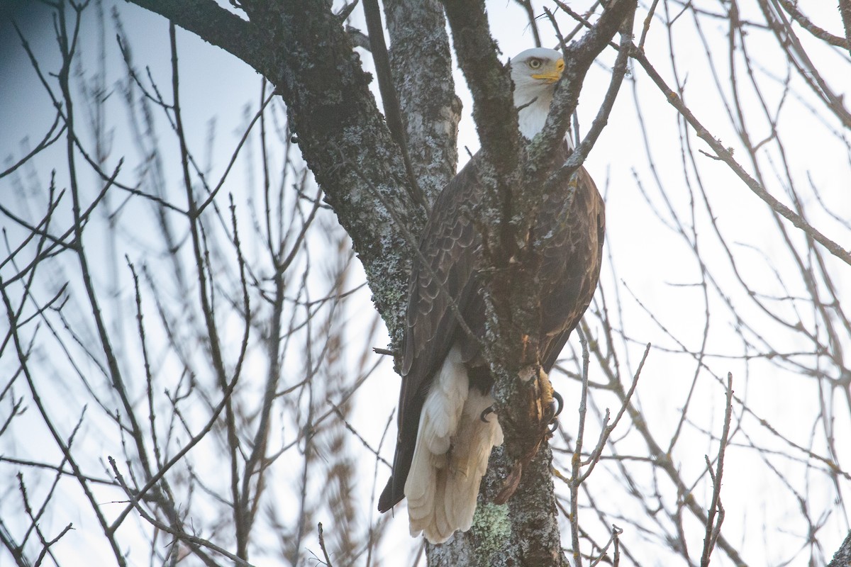 Bald Eagle - ML615927645