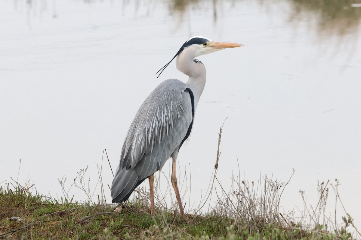 Gray Heron - ML615927646