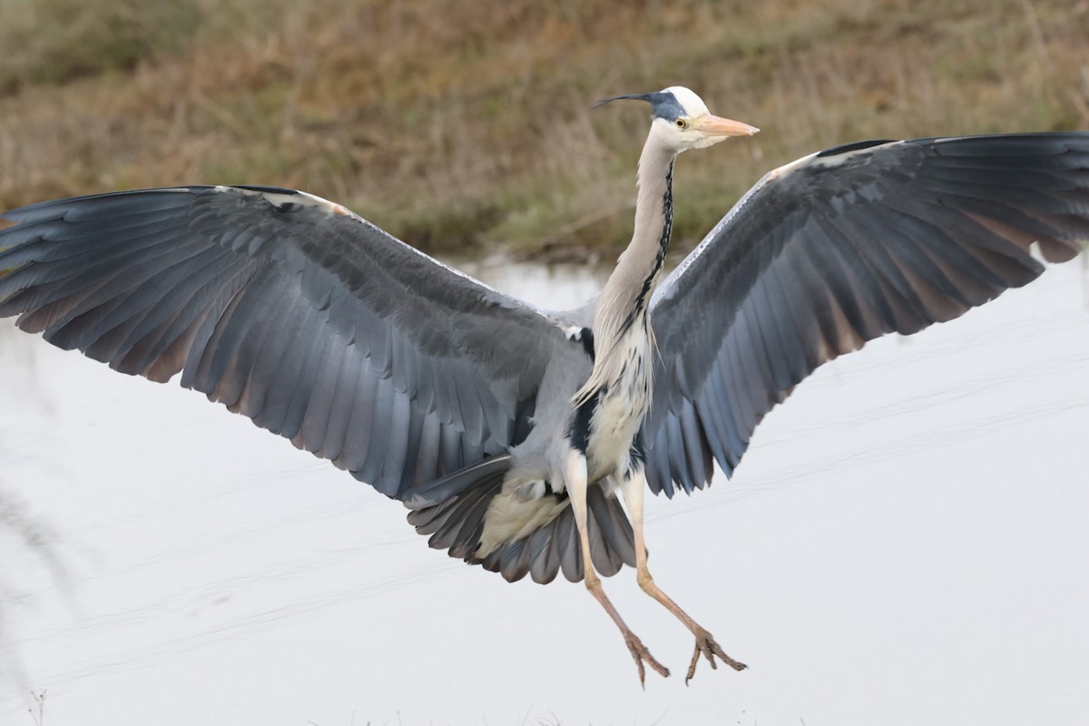 Gray Heron - ML615927647