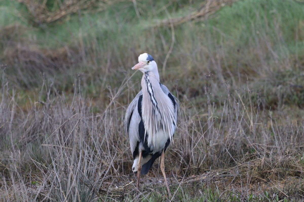 Gray Heron - ML615927650