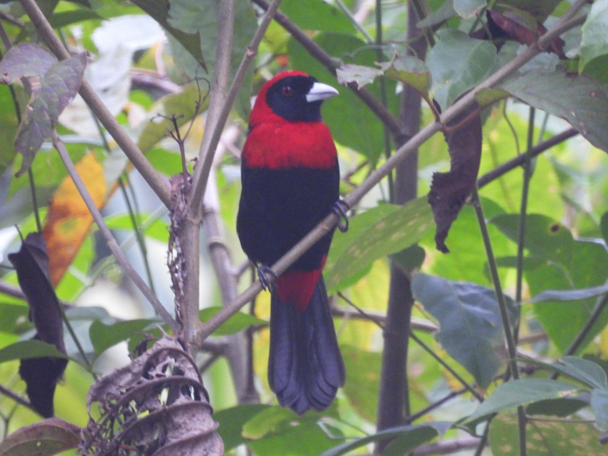 Crimson-collared Tanager - ML615927656