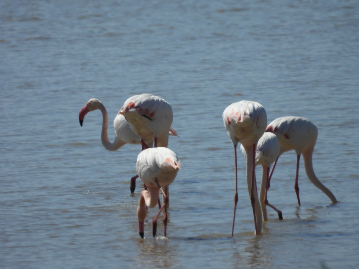 Greater Flamingo - ML615927664