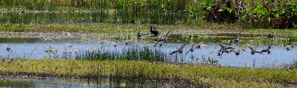 Long-billed Dowitcher - Sharon Wilcox