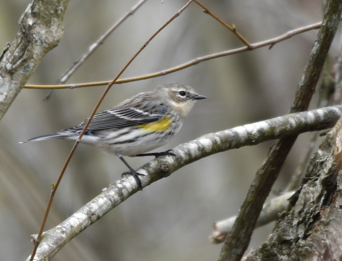 Yellow-rumped Warbler - ML615927667