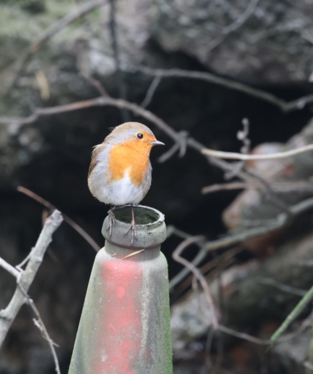 European Robin - ML615927670