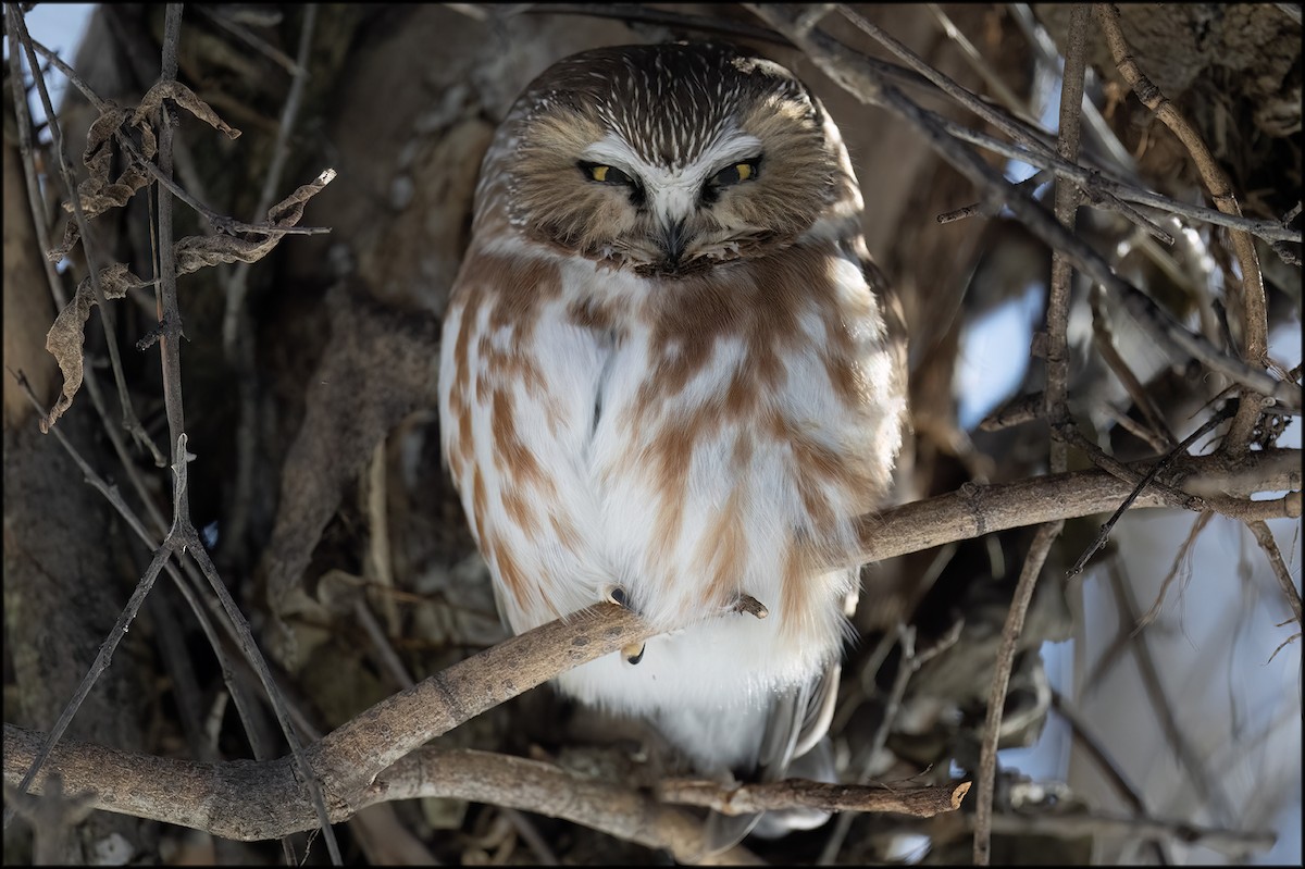 Northern Saw-whet Owl - ML615927674