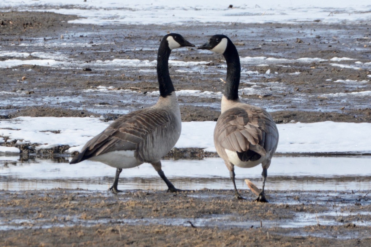 Canada Goose - ML615927675