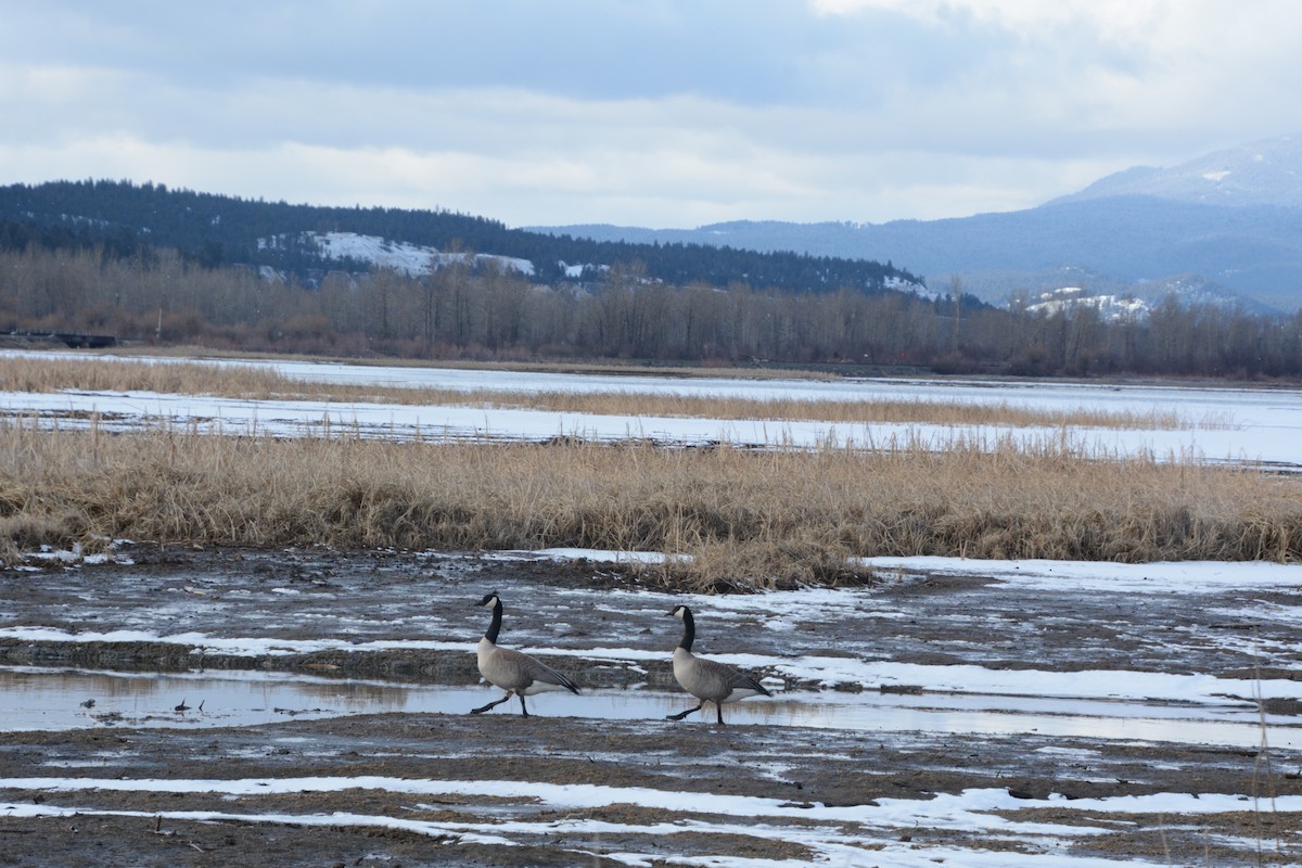 Canada Goose - ML615927682