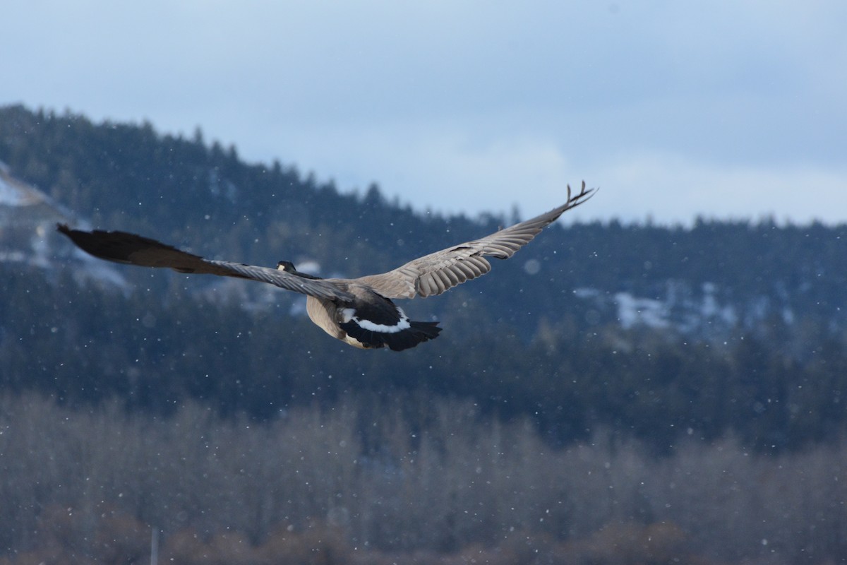 Canada Goose - ML615927683