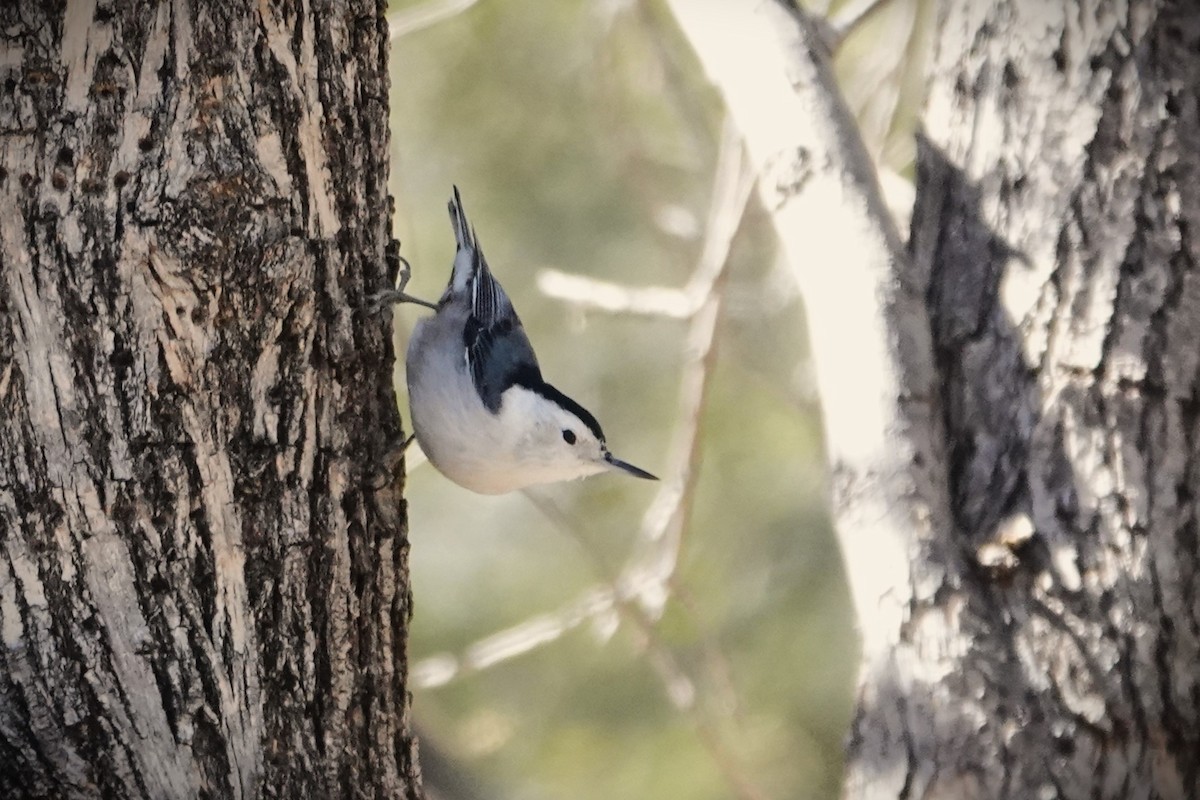 White-breasted Nuthatch - ML615927733