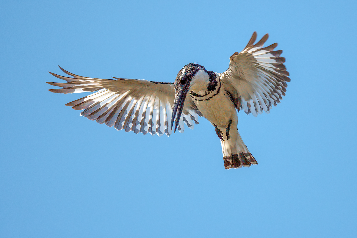 Pied Kingfisher - ML615927739