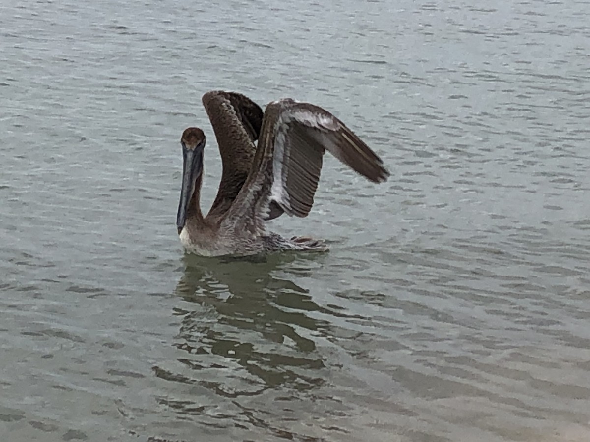 Brown Pelican (Southern) - ML615927757