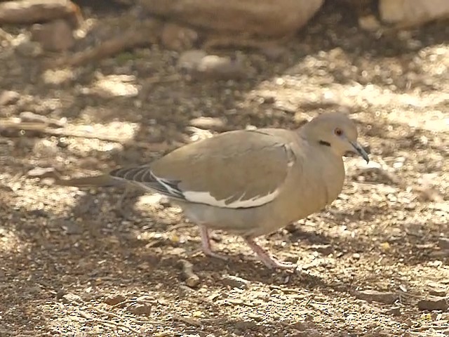 White-winged Dove - ML615927759