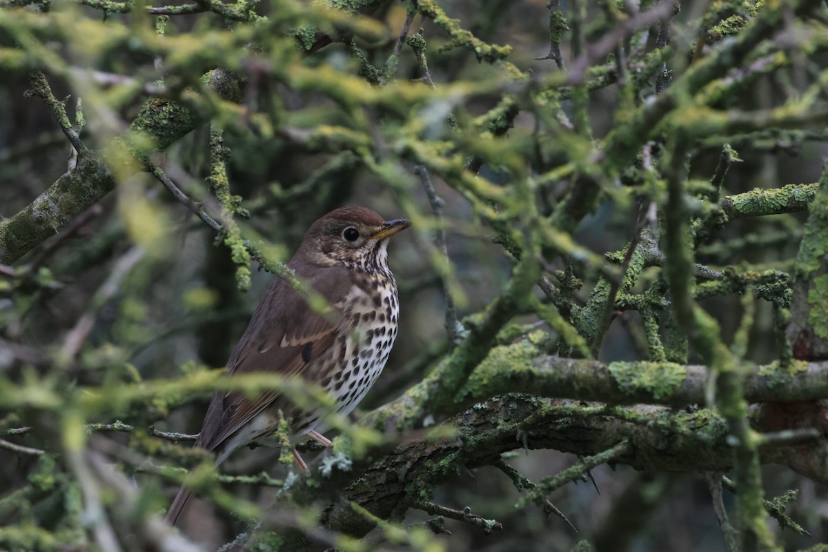 Song Thrush - ML615927760