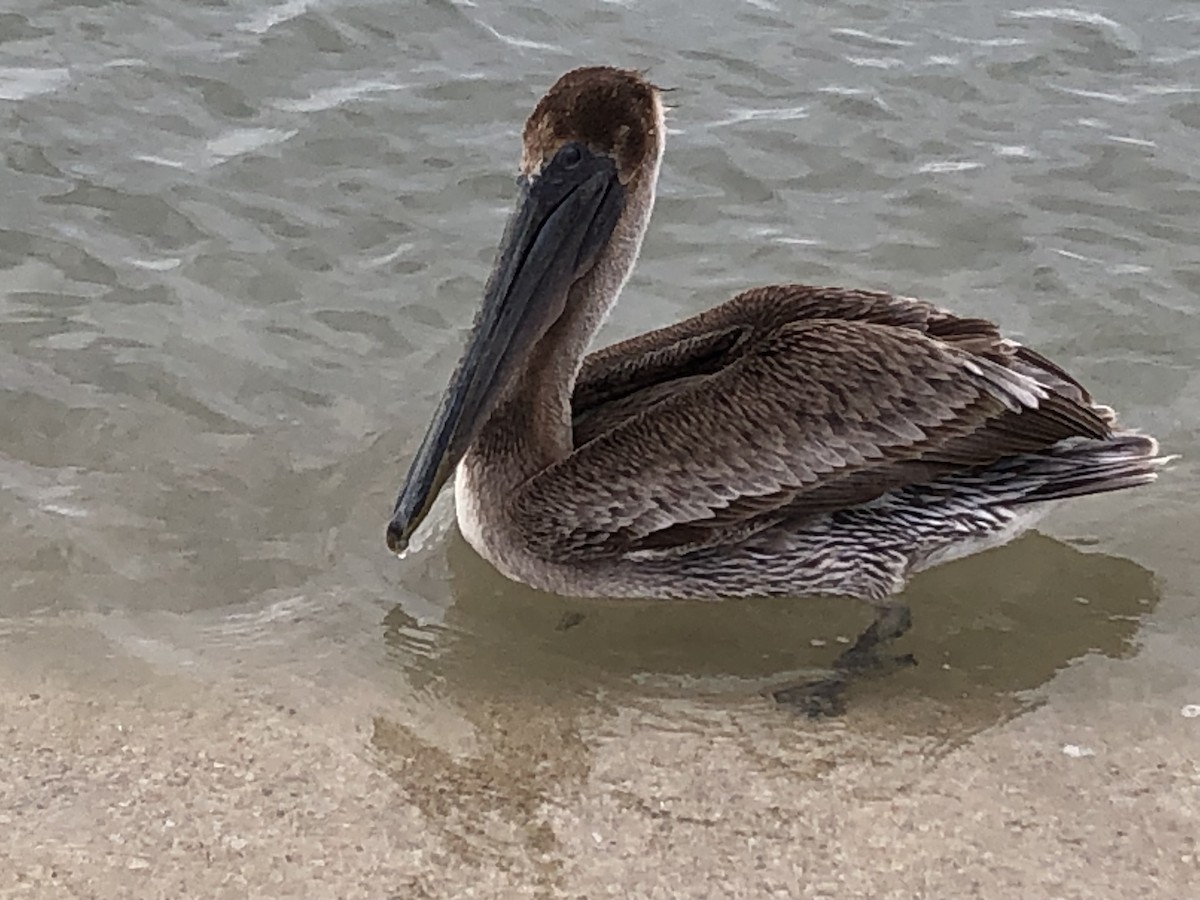 Brown Pelican (Southern) - ML615927762