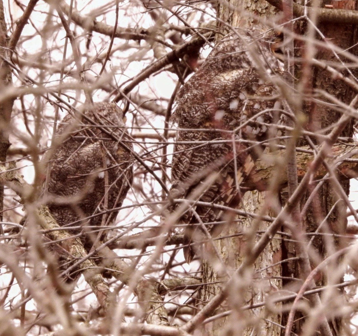 Long-eared Owl - ML615927908