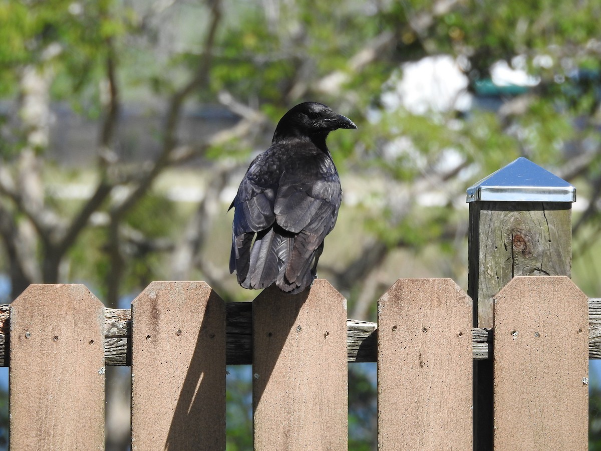 American Crow - Shelagh Paton-Ash