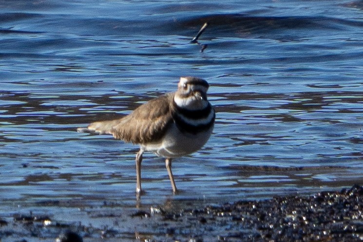 Killdeer - ML615928002