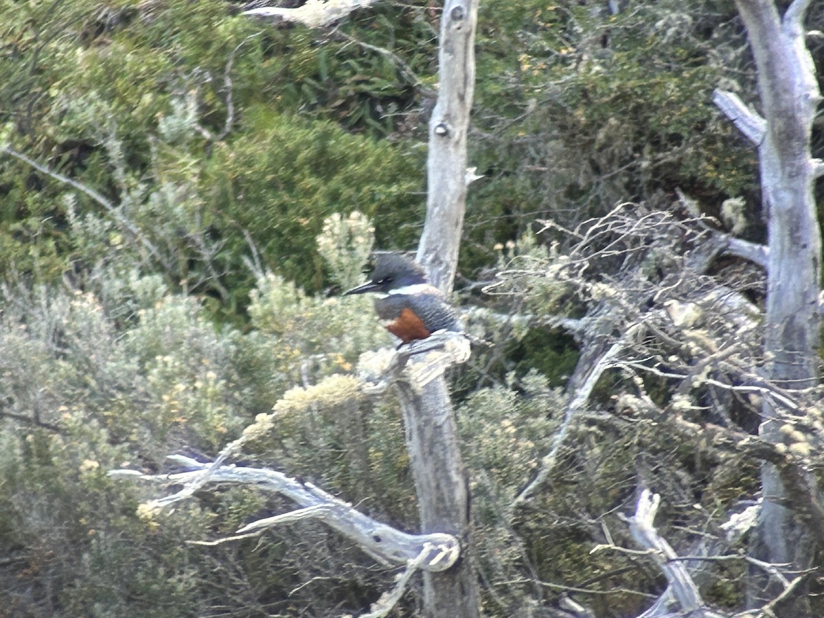 Ringed Kingfisher - ML615928032