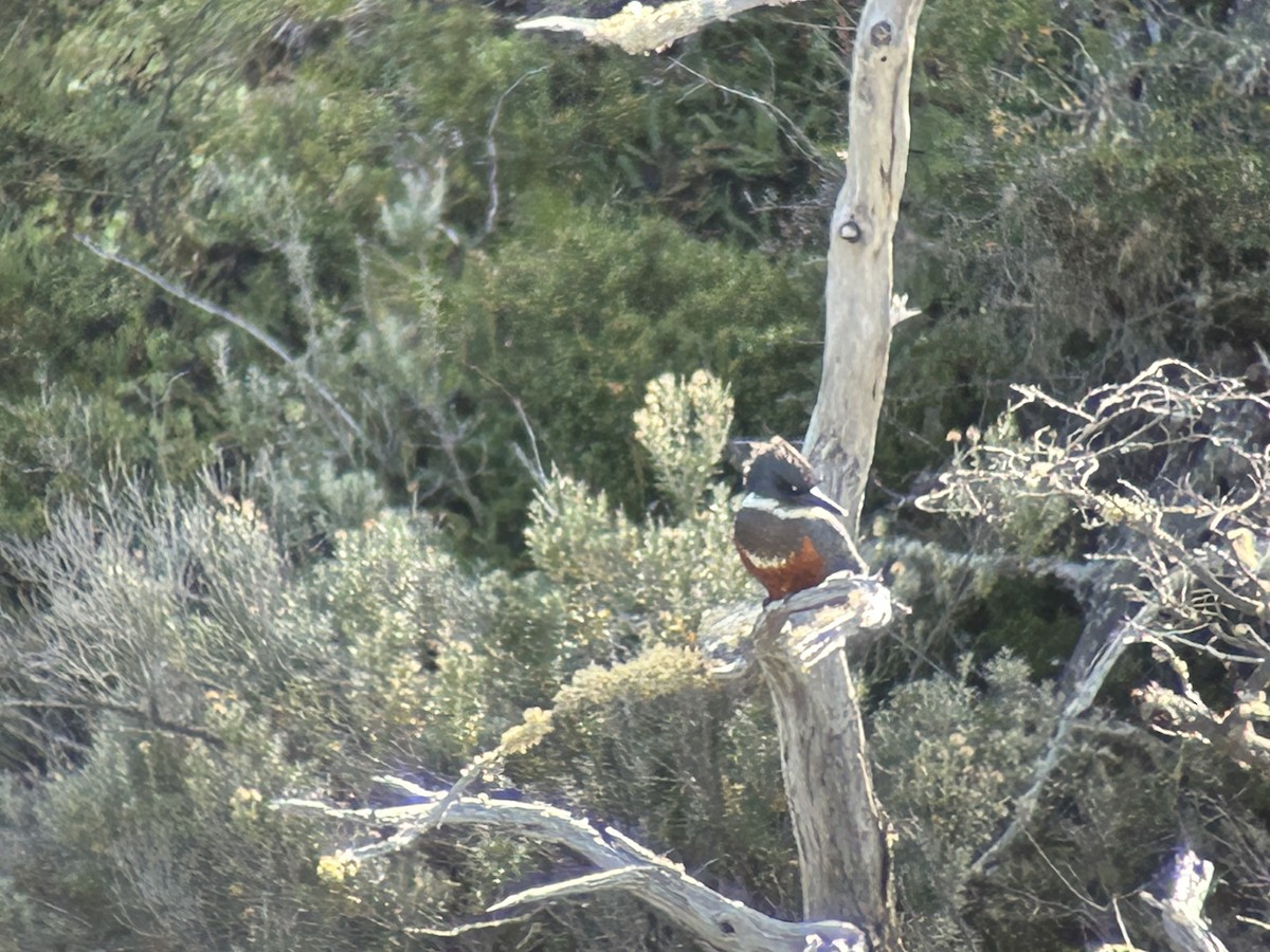 Ringed Kingfisher - ML615928035