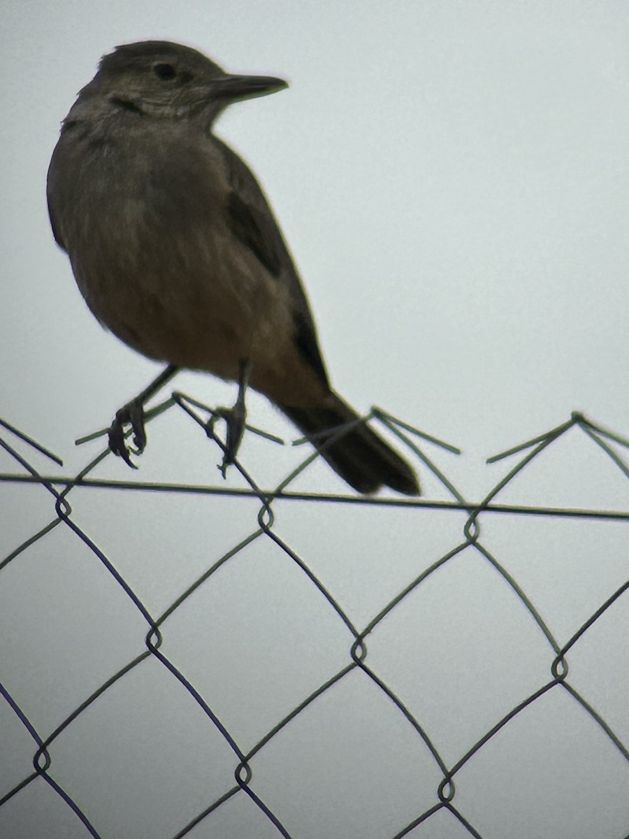 Great Shrike-Tyrant - ML615928064