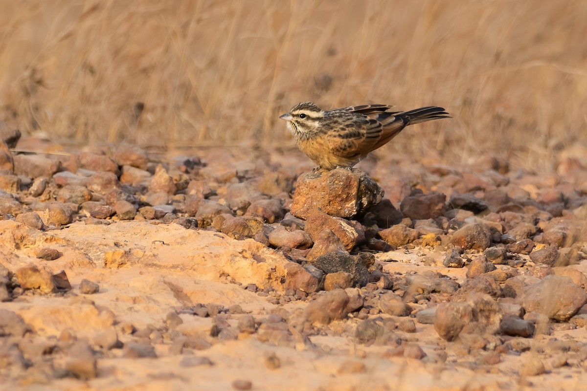 Gosling's Bunting - Yeray Seminario