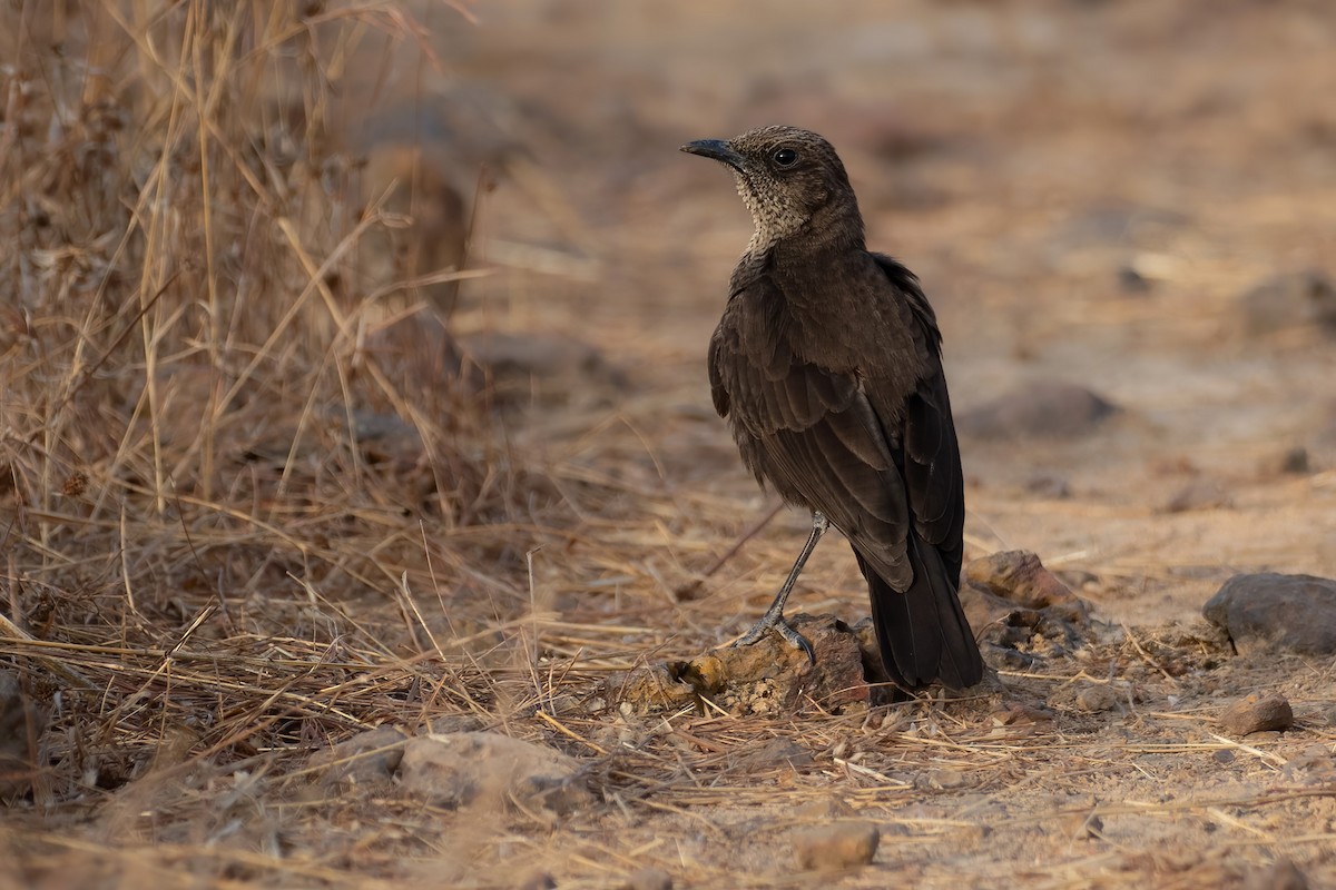 Northern Anteater-Chat - ML615928078